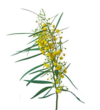 Acacia saligna 'yı kapat