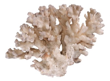 beyaz arkaplanda izole mercan