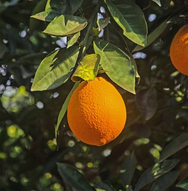 Dal üzerinde olgun portakalları kapat