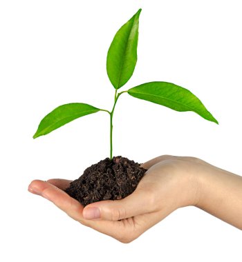 Eldeki topraktan büyüyen ağaç