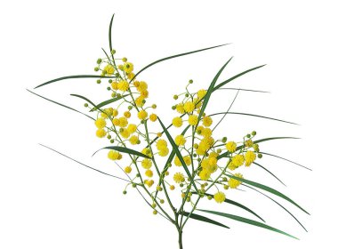 Acacia saligna 'yı kapat