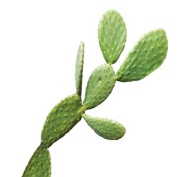 Kaktüs beyaz arkaplanda izole