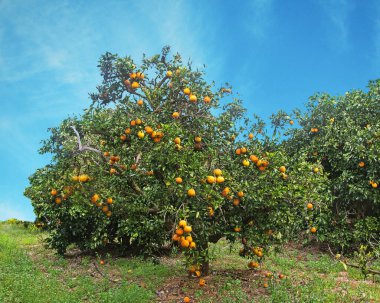 Olgun meyveli portakal ağacı
