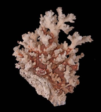 Siyah zemin üzerinde izole mercan