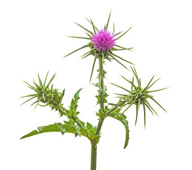 Çiçekli mızrak devedikeni (Cirsium vulgare)