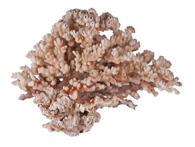 beyaz arkaplanda izole mercan