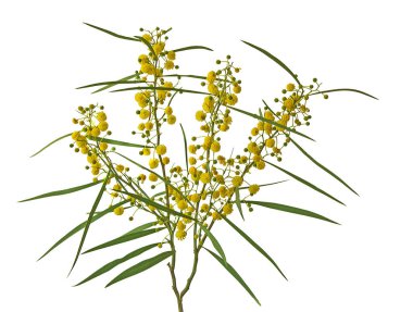 Acacia saligna 'yı kapat