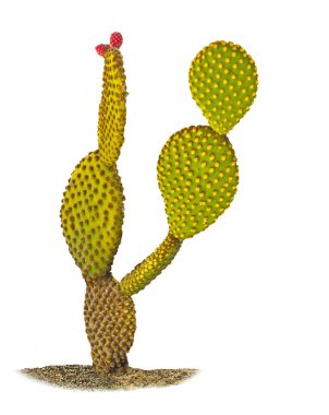 Opuntia kaktüsünü kapatın. 