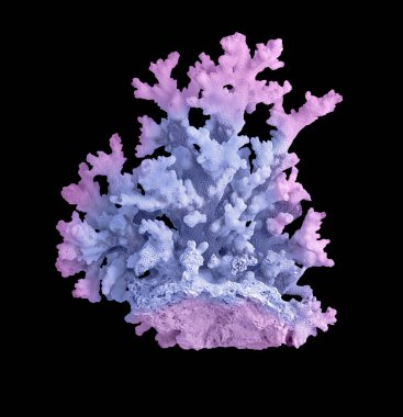 Siyah zemin üzerinde izole mercan