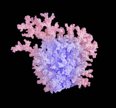 Siyah zemin üzerinde izole mercan