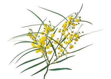 Acacia saligna 'yı kapat