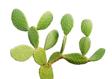 Kaktüs beyaz arkaplanda izole