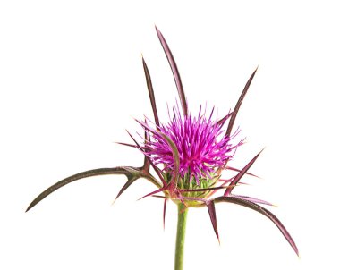 Çiçekli mızrak devedikeni (Cirsium vulgare)