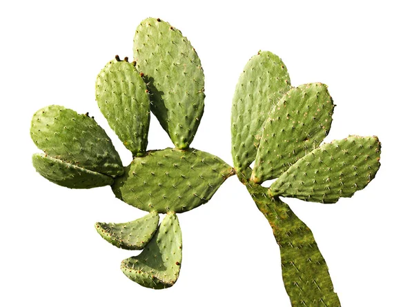 Cactus Aislado Sobre Fondo Blanco —  Fotos de Stock