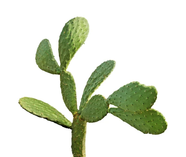 Cactus Isolé Sur Fond Blanc — Photo