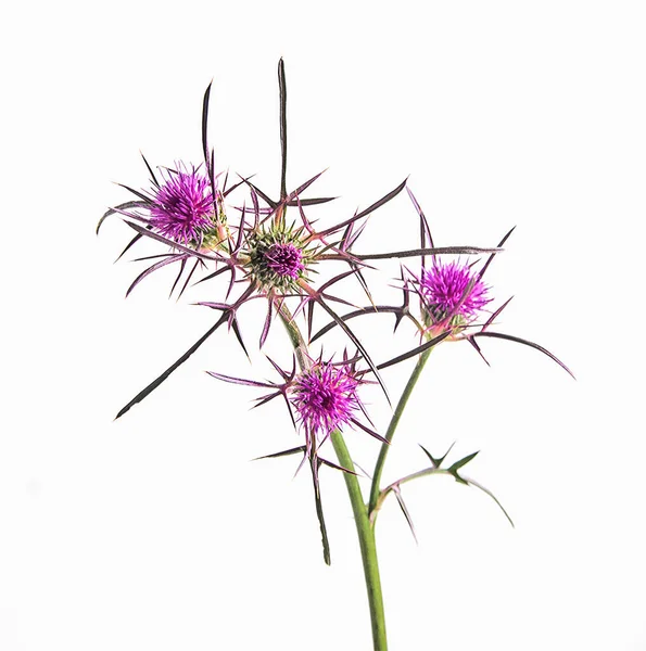 Bodlák Kvetoucí Cirsium Vulgare — Stock fotografie