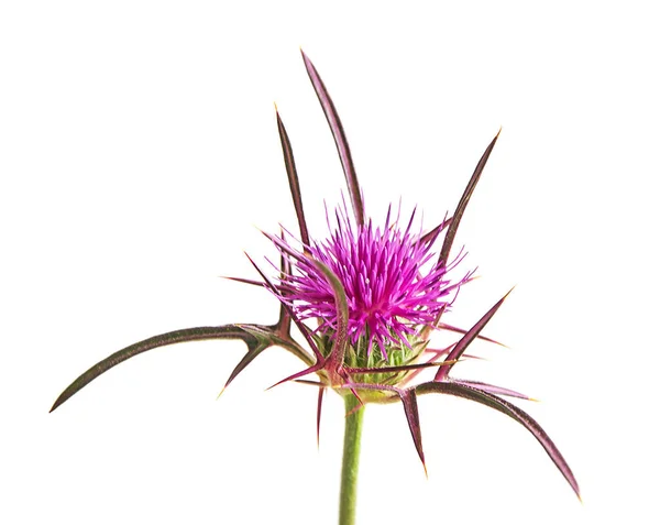 Cardo Lança Florido Cirsium Vulgare — Fotografia de Stock