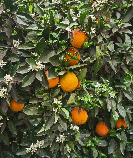 Zbliżenie Dojrzałych Pomarańczy Gałęzi — Zdjęcie stockowe