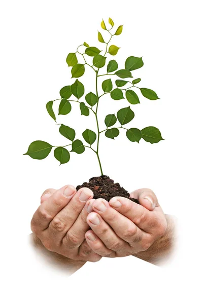 Close Sapling Hands — Stock Photo, Image