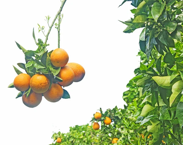 Close Ripe Oranges Branch — Stock Photo, Image