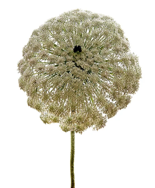 Fechar Flores Umbellifer — Fotografia de Stock