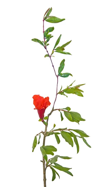 Zblízka Granátové Větve Květinou — Stock fotografie