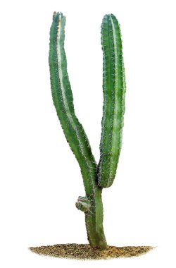 Kaktüs beyaz arkaplanda izole
