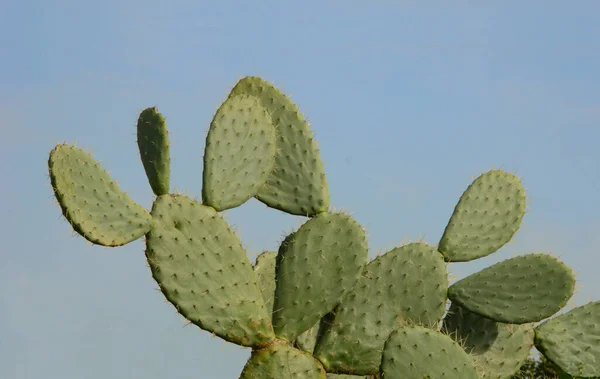 Nahaufnahme Von Kaktus Und Himmel — Stockfoto