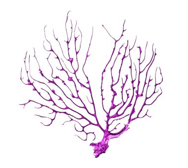 Kuru algler beyaz arkaplanda izole edildi