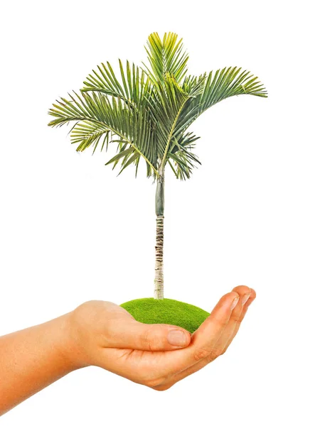 Una Palma Mano Como Símbolo Protección Naturaleza — Foto de Stock