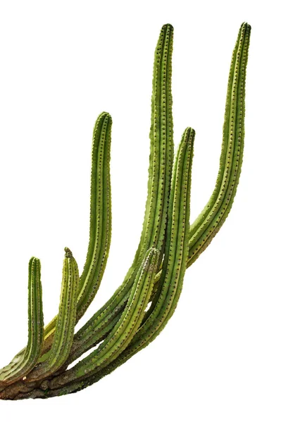 Cactus Aislado Sobre Fondo Blanco — Foto de Stock