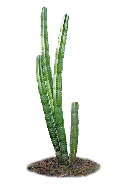 Cactus Aislado Sobre Fondo Blanco —  Fotos de Stock