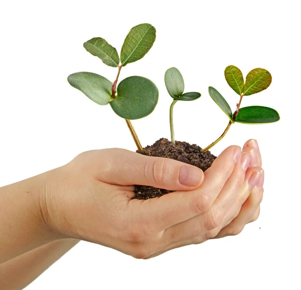 Close Sapling Hands — Stock Photo, Image