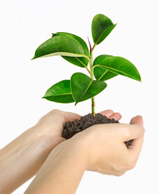 Sapling 'i ele geçirin.