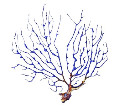 Kuru algler beyaz arkaplanda izole edildi