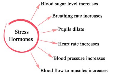 Stres Hormonlarının Altı Etkisi