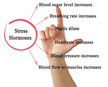 Stres Hormonlarının Altı Etkisi