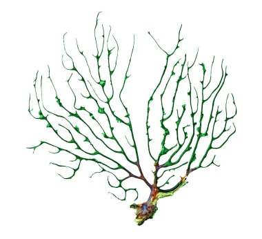 Kuru algler beyaz arkaplanda izole edildi