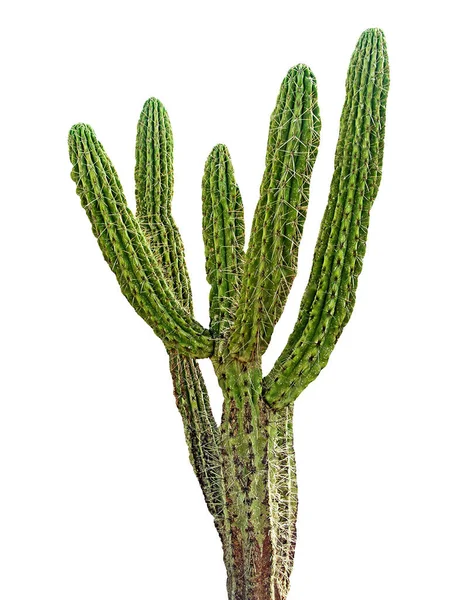 Cactus Isolato Sfondo Bianco — Foto Stock