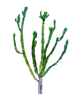 Kaktüs beyaz arkaplanda izole