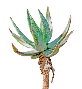 Aloe beyaz arkaplanda izole edildi