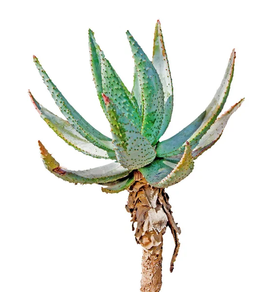 Aloe Izolat Fundal Alb — Fotografie, imagine de stoc