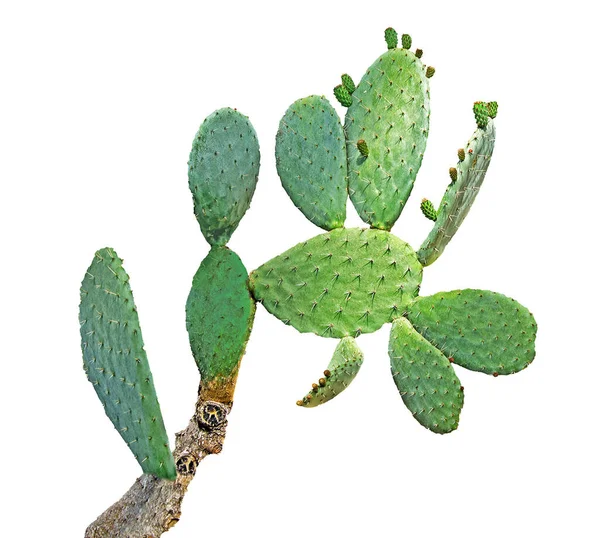 Cactus Geïsoleerd Witte Achtergrond — Stockfoto