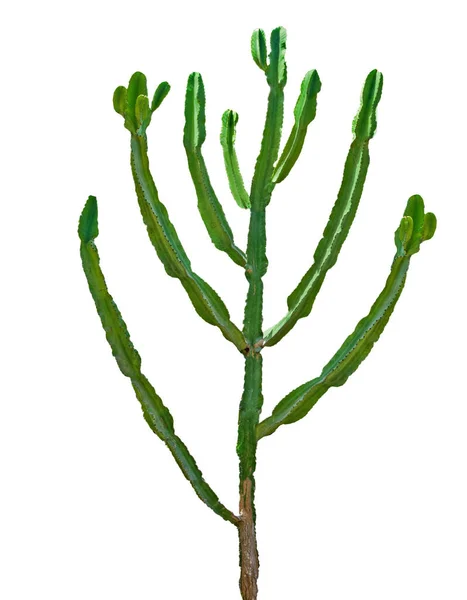 Fehér Alapon Izolált Kaktusz — Stock Fotó