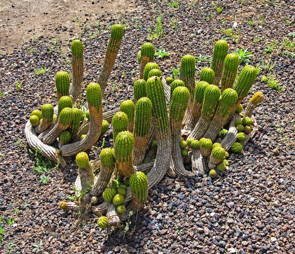 Zöld Kaktuszok Közelsége — Stock Fotó
