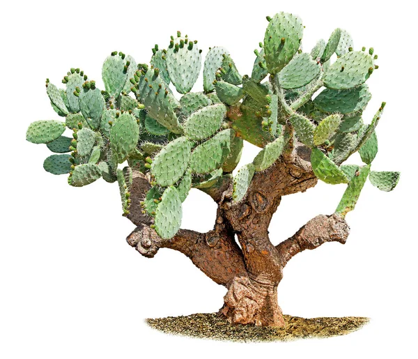 Kaktus Izolowany Białym Tle — Zdjęcie stockowe