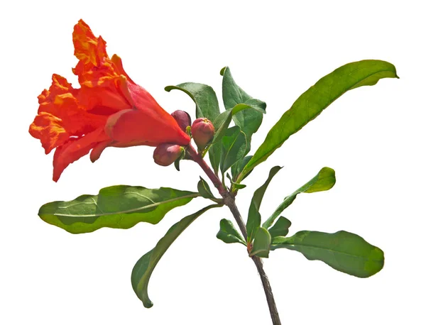 Zblízka Granátové Větve Květinou — Stock fotografie