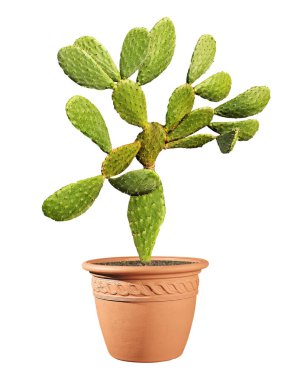 Kaktüs beyaz arkaplanda izole