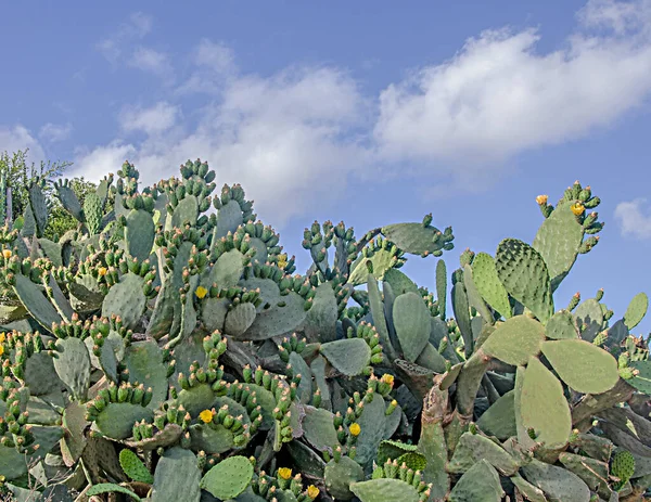 Kaktus Žlutými Květy — Stock fotografie