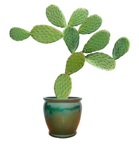 Cactus Geïsoleerd Witte Achtergrond — Stockfoto